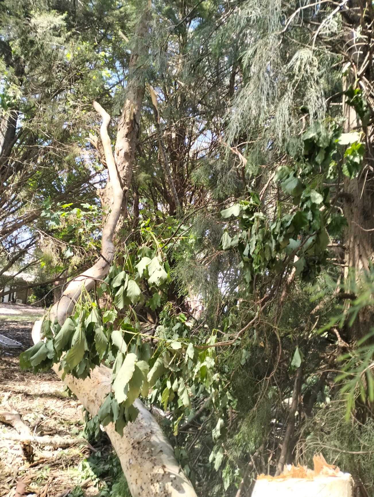 Large branch removal